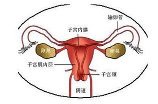 宫颈糜烂治疗以后多久可以同房