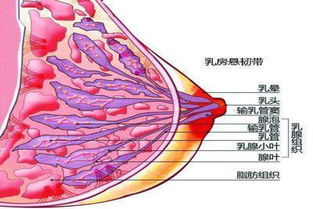 患乳腺囊肿影响怀孕和哺乳吗?