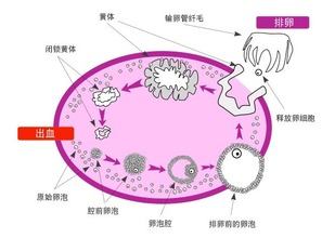 如何提高卵泡的发育质量