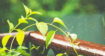 谷雨真的会下雨吗？