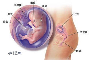 怀孕八个月胎儿发育的正常值是多少