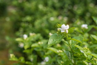 安陆白花菜的白花菜介绍