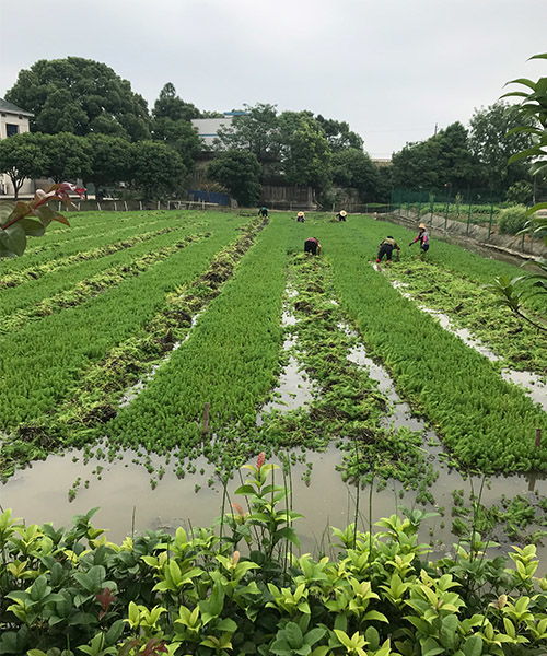 室外耐寒植物有哪些