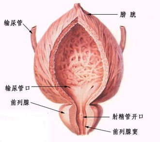 精囊炎引起的不育能治好吗