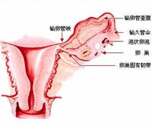 右卵巢囊性回声是什么意思