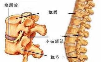 骨质增生可以喝红酒吗？