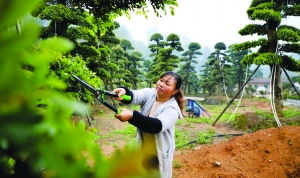 葡萄树苗如何种植