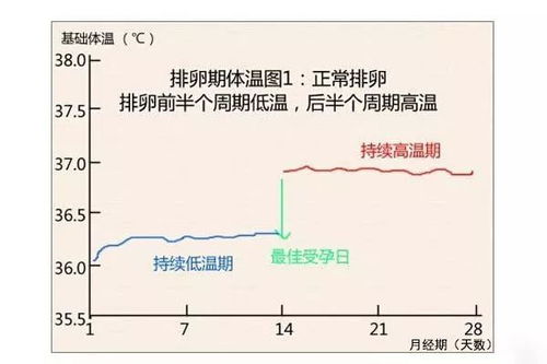 排卵监测什么时间做好