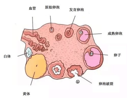 排卵监测什么时间做好