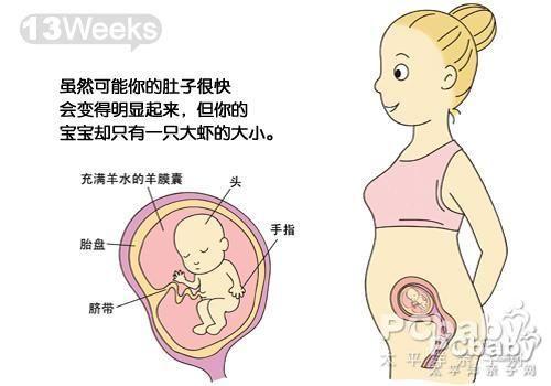 怀孕8周胎儿发育情况如何