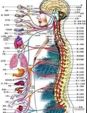 怎样预防遗传病的发生