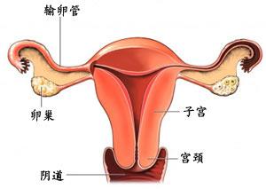 输卵管堵塞是由什么原因引起的吗