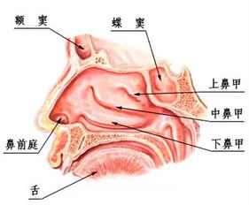 过敏性鼻炎怎么根治？