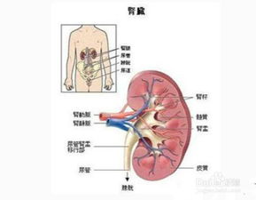 这个月备孕尿路感染影响怀孕吗