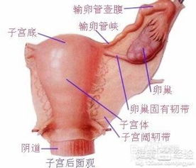 备孕期间注意事项女性