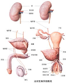 阴囊上长小颗粒是什么