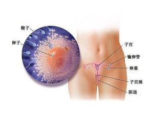 怀孕后还会来月经吗?