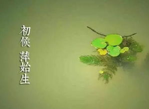 24节气中的谷雨