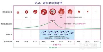 上个月一号来的月经排卵期是什么时候