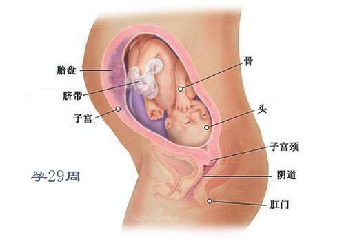 怀孕第一周会发生什么变化