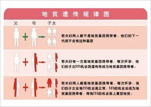 孕妇地贫筛查结果怎么看