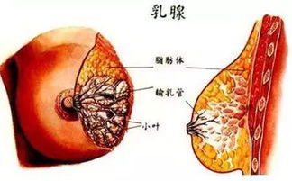 乳腺增生是怎么造成的