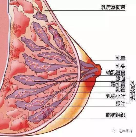 乳腺增生是怎么造成的