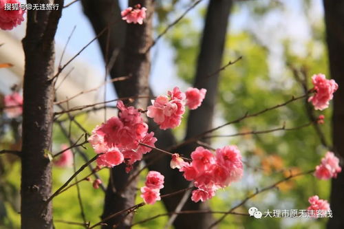 樱花开了 文案