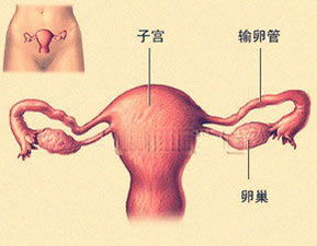 做了宫腔粘连手术后多久可以怀孕