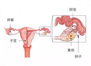 连续促排会影响卵子质量吗