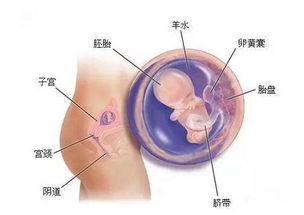 怀孕三个半月宝宝应该在哪个部位？