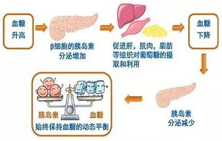 孕早中晚期补充什么营养