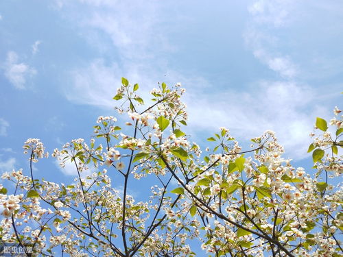 夏去秋来的优美句子简短