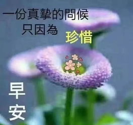 温暖人心的唯美句子图片[集锦42段讲解