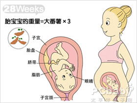 孕20周胎儿腹围多少正常值是多少