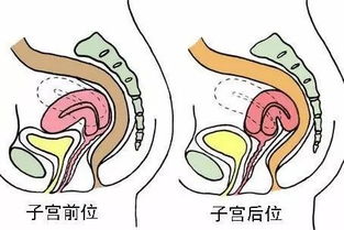 B超检查的孕周为什么会比实际孕周大？