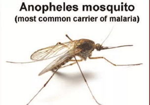 蚊子的天敌有？？？