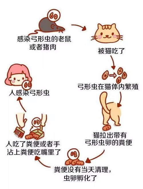 怀孕了补充叶酸吃什么