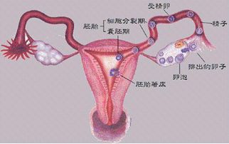 输卵管堵塞还可以排卵吗?