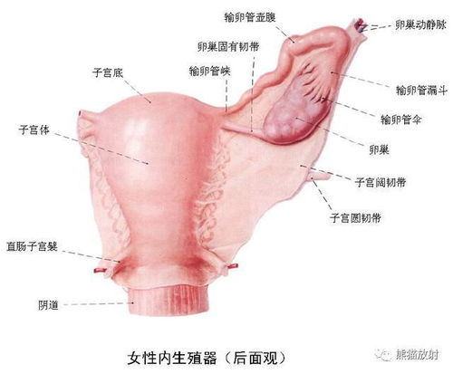 女性尿路的解剖特点