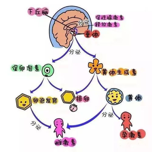 黄体生成素太高会影响怀孕吗