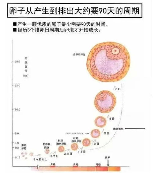 提高卵子质量的方法有哪些