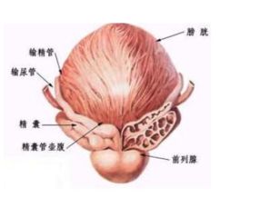 肾阴虚能吃黄芪吗