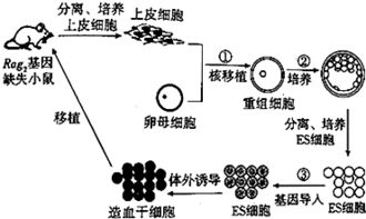 少精是怎么回事