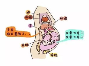 孕期准妈妈补钙要分四个阶段吗