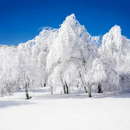 雪景文案短句干净治愈