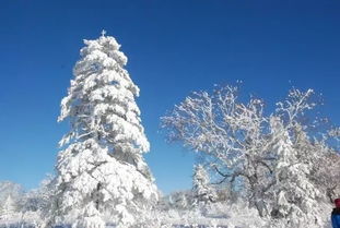 雪景文案短句干净治愈