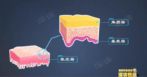 生殖器疱疹治愈不复发的吗