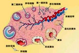 卵泡监测有哪些方式