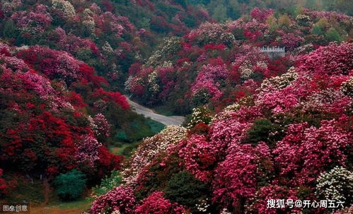 杜鹃鸣啼比喻什么意思